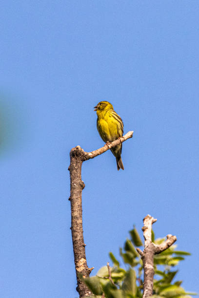 European Serin perched on top of a tree The Serin cini is the smallest of the European finches. It has a large head with a thick beak, a fairly compact body and a rather short tail. serin stock pictures, royalty-free photos & images