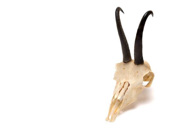 Close up of skeleton head with black horns of chamois on white background as hunting trophy