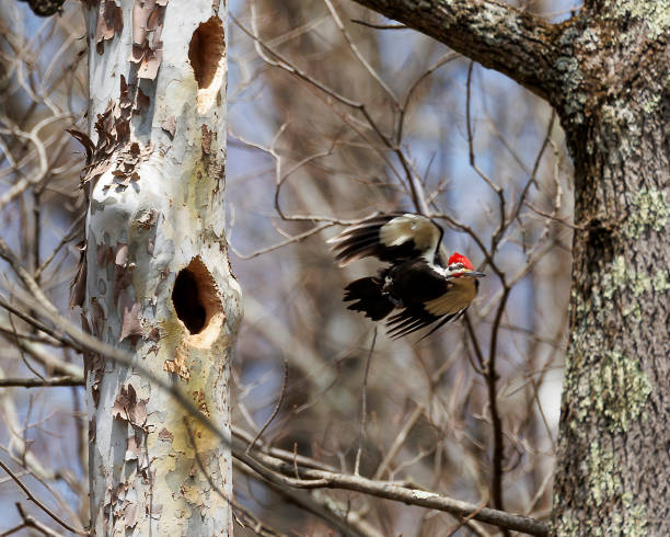 Pileated woodpecker Pileated woodpecker pileated woodpecker stock pictures, royalty-free photos & images