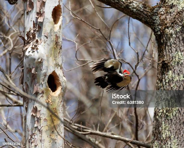 Pileated Woodpecker Stock Photo - Download Image Now - Pileated Woodpecker, Animal, Animal Wildlife