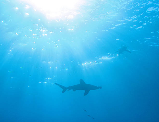 istock Shark silhouettes at Elphinstone 139882351