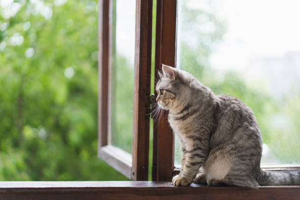 istock Cute cat of the Scottish straight 1398823620