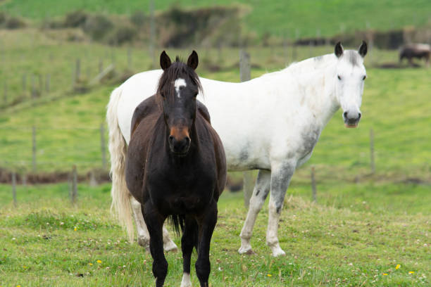 istock Horses in the green mountains 1398823666