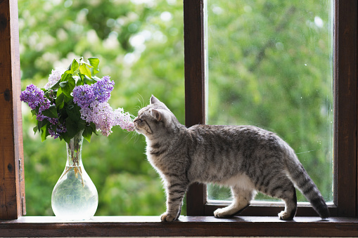 Cute cat of the Scottish straight sitting and vase with flower lilac on a vintage windowsill. Still life details in home on a wooden window. Cozy spring concept.