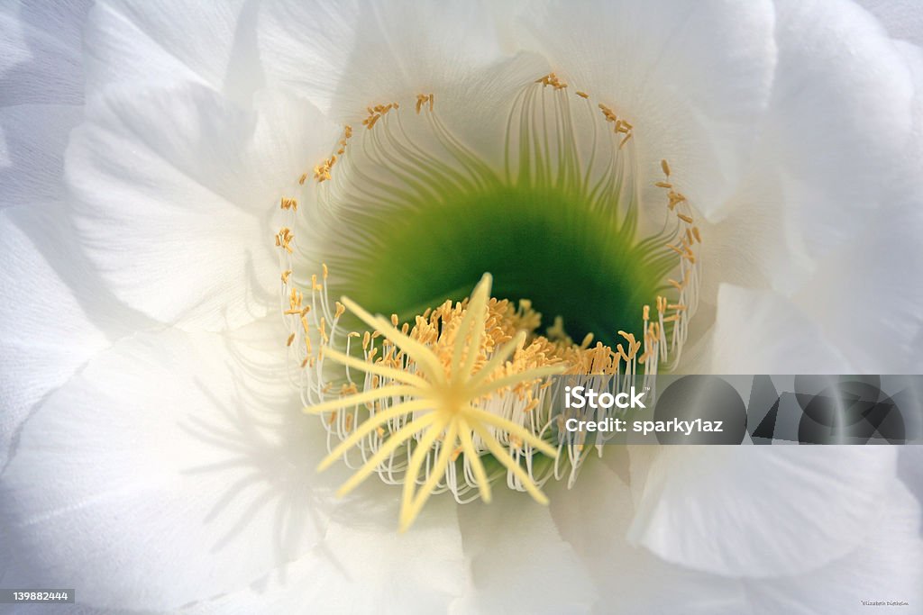 Cactus Flower Cactus blooming in the warm desert sun. Aspirations Stock Photo