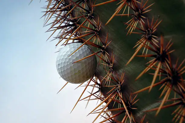 Photo of Golf ball in cactus 11