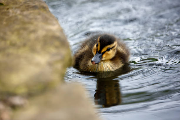 istock Mallard duckling setting off to explore the local pond 1398825079