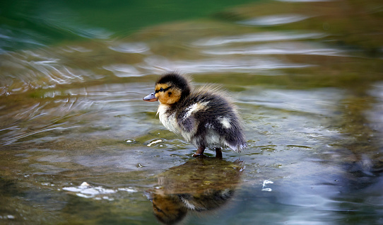 Mallard duckling setting off to explore the local pond