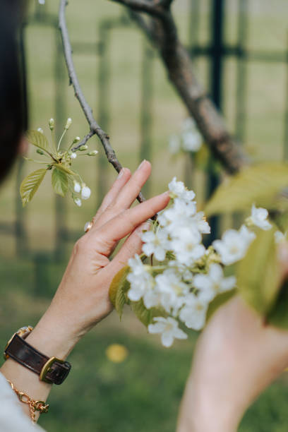 istock Cherry Tree blossom in woman hand 1398825220