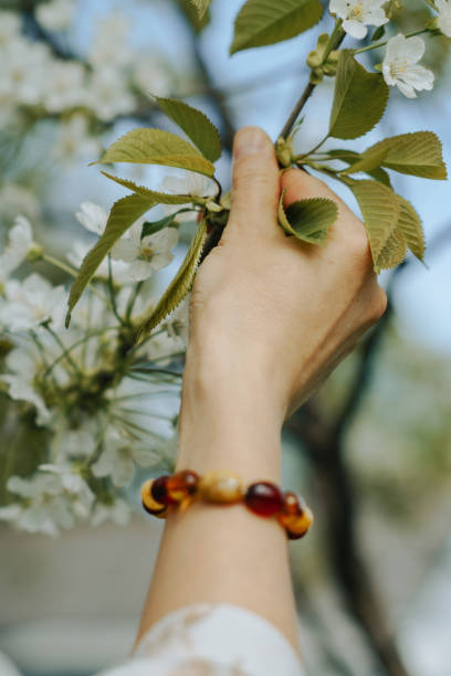 Cherry Tree blossom in woman hand