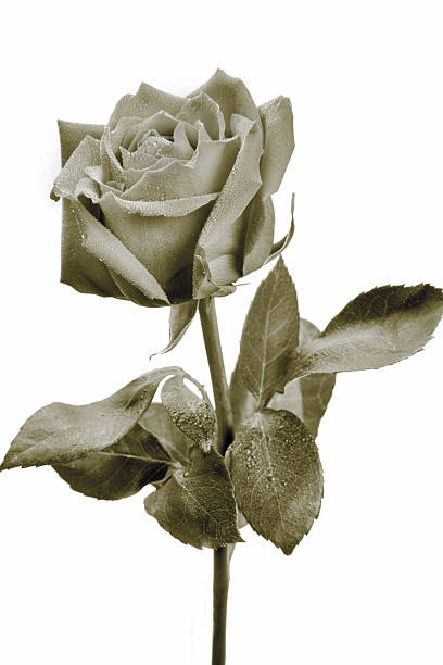 istock Alluring Single Long stem Rose in sepia black and white 139882544