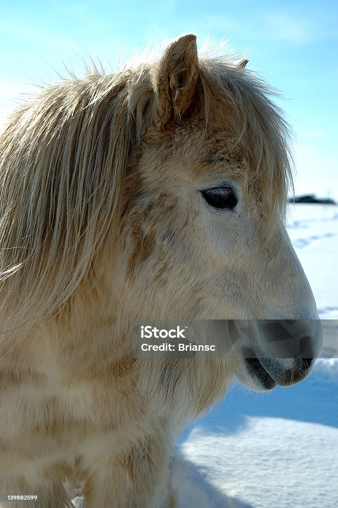 Pony Shetland - Foto stock royalty-free di Agricoltura