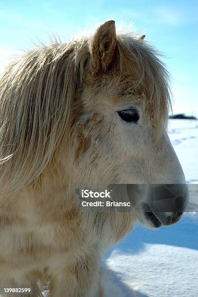 Pony Shetland - Fotografie stock e altre immagini di Agricoltura - Agricoltura, Ambientazione esterna, Animale
