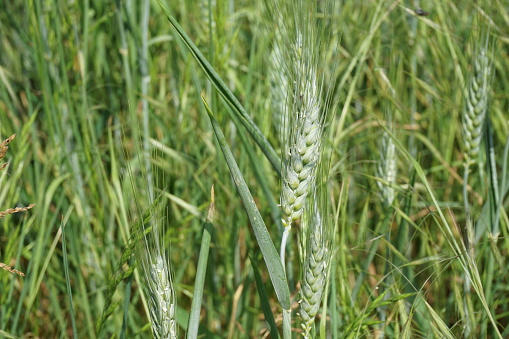 Green spring grass after the rain with water drops