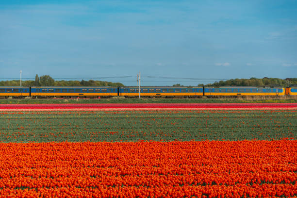 istock Tulip field and train  in Netherlands 1398826679