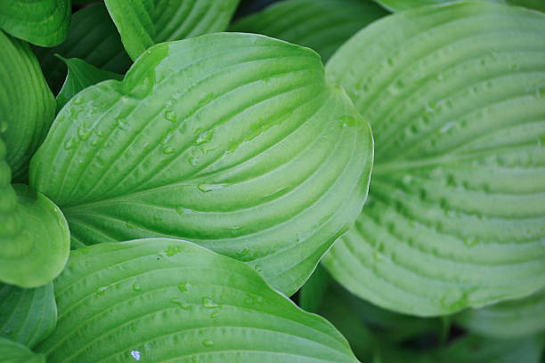 Hosta planta - foto de stock