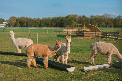 Close up of alpacas on farm in the Netherlands