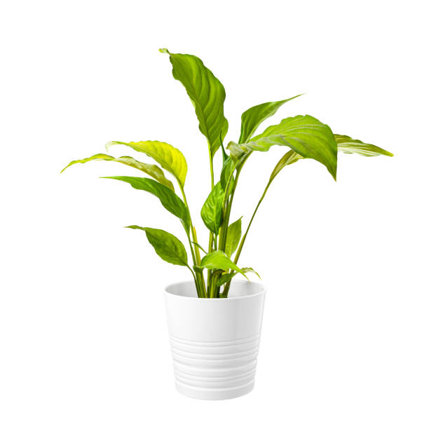 istock Houseplant disease, improper care. Foliage problem, unhealthy symptoms. 1398827080