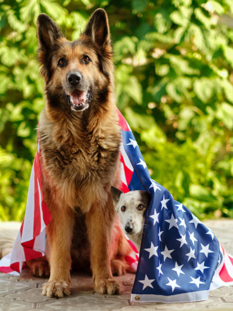 istock Two dogs are sitting wrapped in an American flag. 1398827140