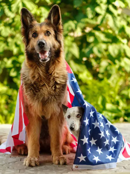 Two dogs are sitting wrapped in an American flag.