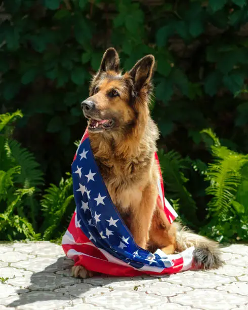 German Shepherd dog is sitting near fern, looking away, wrapped in an American flag.
