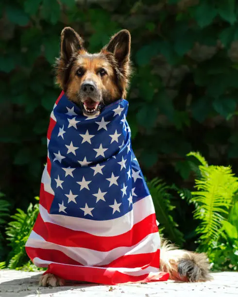 German Shepherd dog is sitting near fern, looking at the camera, wrapped in an American flag.