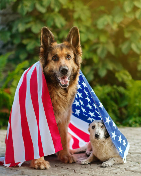 istock Two dogs sit covered with an American flag. 1398827575