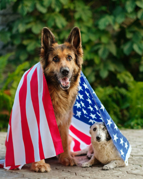 istock Two dogs sit covered with an American flag. 1398827651