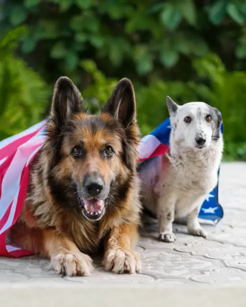 Two dogs are lying covered with an American flag.