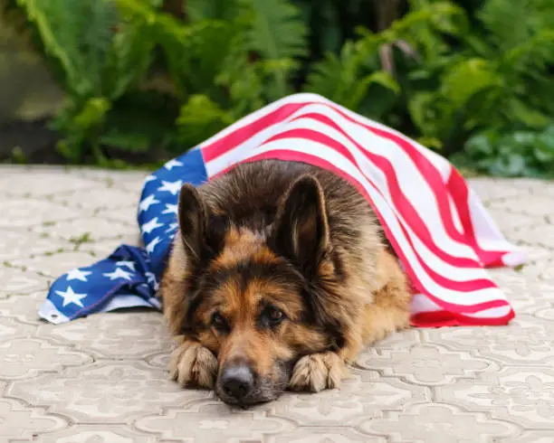 German Shepherd is lying, sad, waiting her owner to come home. Dog is covered with an American flag.