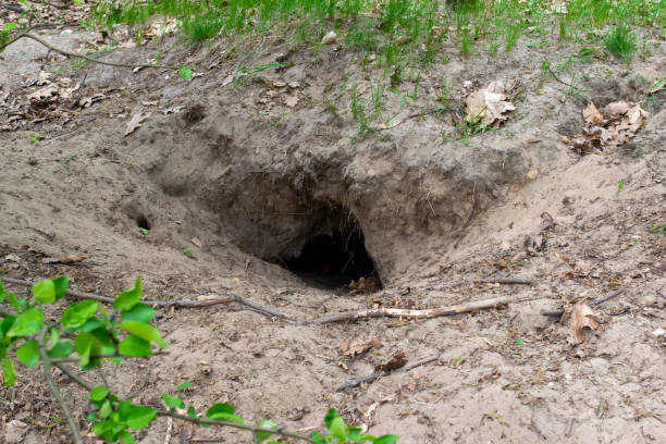 istock fox burrow, home of the wild fox 1398828518
