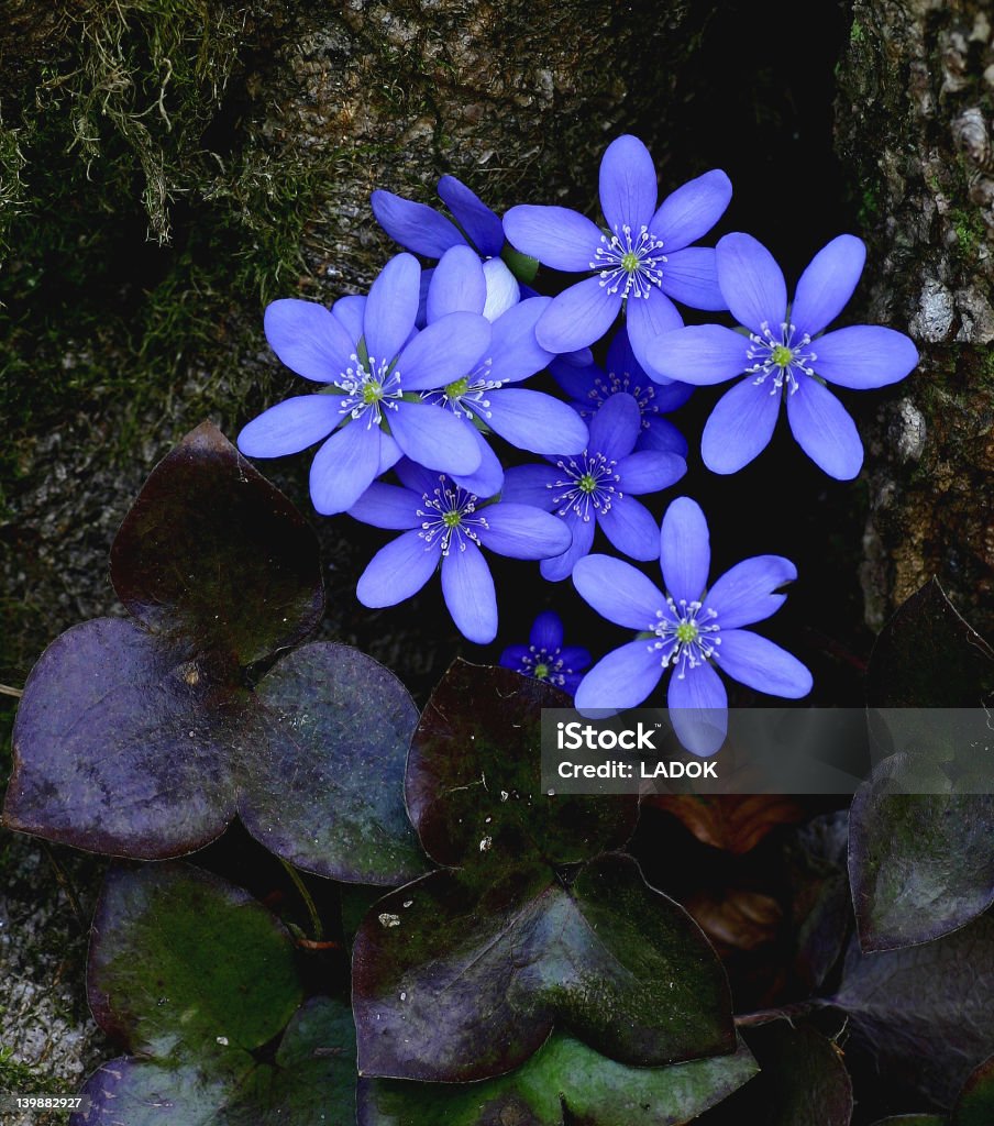 Bunch of hepatica plants is snuggling up to tree stem [wild-flowers list item3] Animal Wildlife Stock Photo