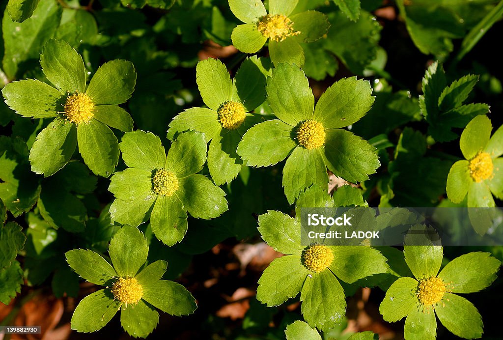 Grünen und gelben Blumen von Hacquetia Pflanzen - Lizenzfrei Baum Stock-Foto