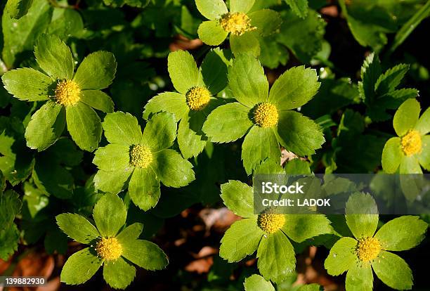 Grünen Und Gelben Blumen Von Hacquetia Pflanzen Stockfoto und mehr Bilder von Baum - Baum, Bestäubung, Biodiversität