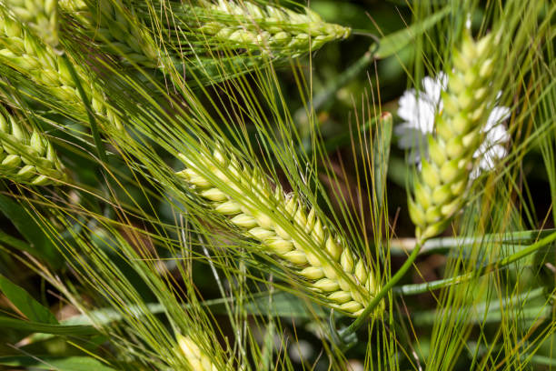 istock agricultural field where green unripe wheat grows 1398829524
