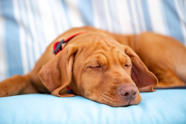 istock Cute Hungarian Vizsla puppy 1398829816
