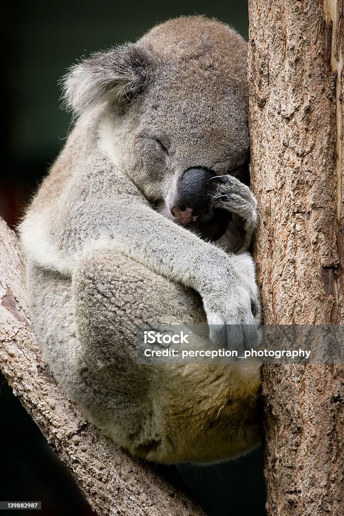koala w drzewo - Zbiór zdjęć royalty-free (Koala)