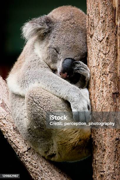 Koala W Drzewo - zdjęcia stockowe i więcej obrazów Koala - Koala, Australia, Drzewo