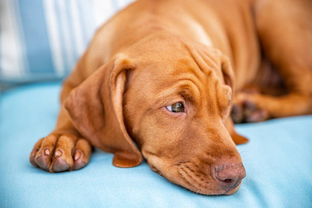 istock Cute Hungarian Vizsla puppy 1398829989