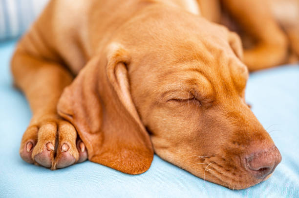 istock Cute Hungarian Vizsla puppy 1398830028