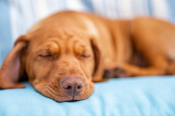 istock Cute Hungarian Vizsla puppy 1398830035