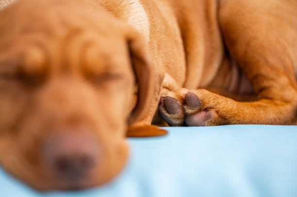 Portrait of the puppy, Dogs in love