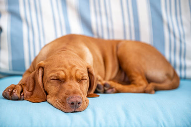 istock Cute Hungarian Vizsla puppy 1398830059