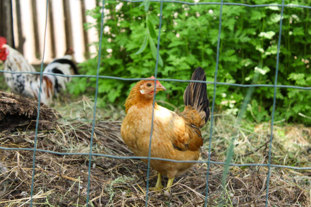 istock chicken on the farm 1398830065