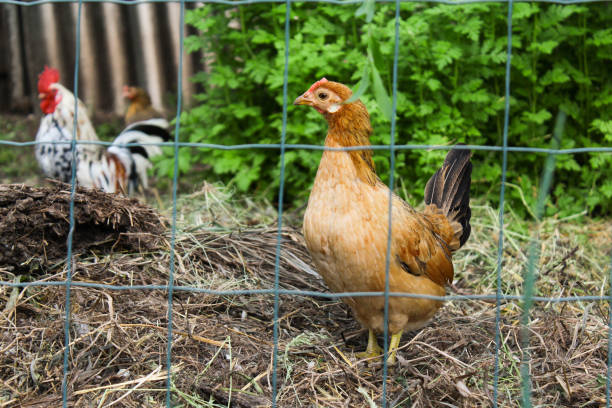 istock chicken on the farm 1398830100