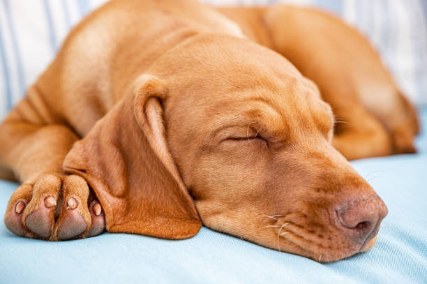 istock Cute Hungarian Vizsla puppy 1398830109