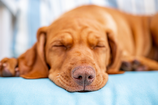 Cute Hungarian Vizsla puppy sleeping or resting on the turquoise pillows.