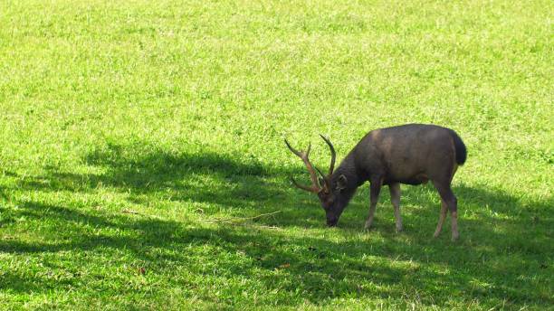 schöne hirsche, die grünes gras im schatten des baumes fressen. sonnenbeschienener rothirsch, cervus elaphus in der sommernatur. wildes tier mit braunem fell beim beobachten auf heufeld. nationalpark. - alberta canada animal autumn stock-fotos und bilder