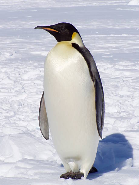 istock An emperor penguin in the snow 139883056
