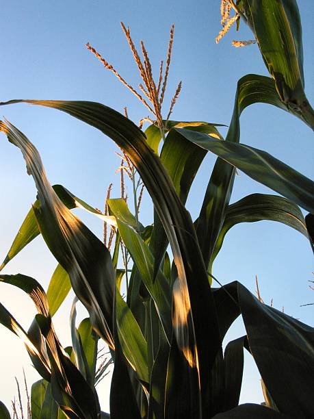 Corn on a Sunny Day stock photo